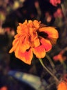 Marigold flowers with an incomparable smell, on a dark background of green foliage. Autumn bright yellow flower marigolds. A calen
