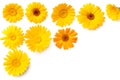 marigold flowers isolated on white background. calendula flower. top view Royalty Free Stock Photo