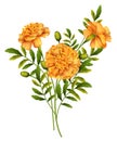 Marigold Flowers Vector