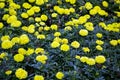 Marigold flowers. Many planted flowers