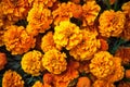 Marigold flowers, Marigold flowers background, Marigold flower background