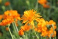 Marigold flowers in the meadow in the sunlight Royalty Free Stock Photo