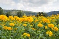 Marigold flowers in the meadow in the sunlight with nature landscape Royalty Free Stock Photo