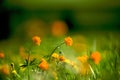 Marigold flowers in the meadow in the sunlight Royalty Free Stock Photo