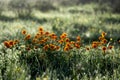 Marigold flowers in the meadow in the sunlight Royalty Free Stock Photo