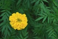 Marigold flowers. Marigold flowers in the meadow in the sunlight. Yellow marigold flowers in the garden Royalty Free Stock Photo