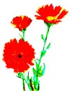Marigold flowers medical calendula poster floral flower illustrations sketch