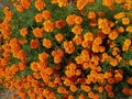 Marigold flowers natural beautiful bouquet plant