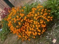 Marigold flowers natural beautiful bouquet plant love in heart shape