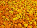 Marigold flowers, orange and yellow colorful background