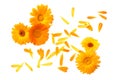 marigold flowers with petals isolated on white background. calendula flower. top view Royalty Free Stock Photo