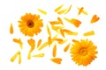 Marigold flowers with petals isolated on white background. calendula flower. top view Royalty Free Stock Photo