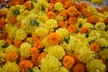 Marigold Flowers