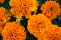 Marigold flowers