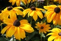 Marigold flowers Royalty Free Stock Photo