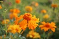 Marigold flowers. Tagetes flowers in the meadow in the sunlight. Yellow and orange marigold flowers in the garden Royalty Free Stock Photo
