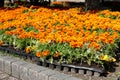 Marigold flowers (Tagetes) in plastic containers Royalty Free Stock Photo