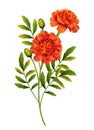 Marigold Flowers Vector