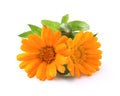 Marigold flowers Royalty Free Stock Photo