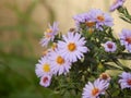 Marigold flowers