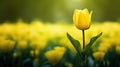 marigold flowers yellow