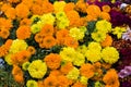 Marigold flowers of yellow and orange color are kept together in flower market. Very popular flower in india for decoration Royalty Free Stock Photo