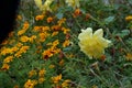 Marigold Flowers and Yellow Roses Royalty Free Stock Photo