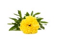 Marigold with foliage