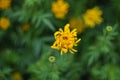 Marigold in garden