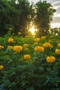 Marigold garden Royalty Free Stock Photo