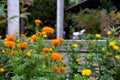 The marigold in the garden