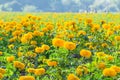 Marigold garden Royalty Free Stock Photo
