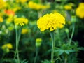 Marigold in garden