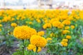 Marigold garden