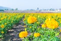 Marigold garden in Thailand Royalty Free Stock Photo