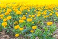 Marigold garden in Thailand Royalty Free Stock Photo