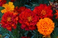 Marigold,genus of annual and perennial plants of the Asteraceae family