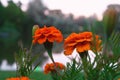 Marigold,genus of annual and perennial plants of the Asteraceae family