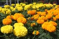 Marigold, (genus Tagetes), genus of about 50 species of annual herbs of the aster family (Asteraceae)