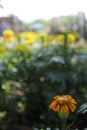 Marigold, (genus Tagetes), genus of about 50 species of annual herbs of the aster family (Asteraceae)