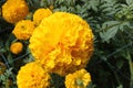 Marigold Royalty Free Stock Photo