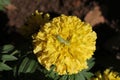 Marigold Royalty Free Stock Photo