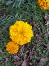 Marigold indian and real photograph.