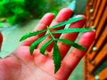 This is Marigold leaf