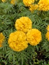 Marigold on leaf in bkk