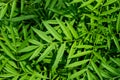 Marigold leaf is a great herbal medicine, anthocyanins, betacyanin, cardiac glycos