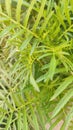 Marigold leaf in my pot