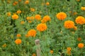 Marigold Macro Zoom Flower Wildflower Nature Leaf Green Orange Garden Blossom Blooming Bloom Harvest Bali Royalty Free Stock Photo