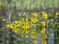 Marigold is the most common plant Royalty Free Stock Photo