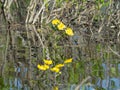 Marigold is the most common plant